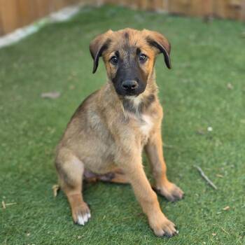 Alexander aka Alex KL -  Belgian Shepherd Malinois and German Shepherd Dog Dog for Adoption in Austin, Texas - Alexander Aka Alex KL | PetCurious