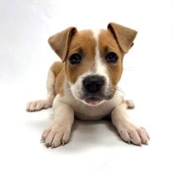 735 (2026) Gavin -  Pit Bull Terrier Dog for Adoption in Parker, Colorado - 735 (2026) Gavin | PetCurious