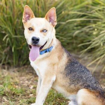 TOMSK -  Siberian Husky and German Shepherd Dog Dog for Adoption in Camarillo, California - TOMSK | PetCurious