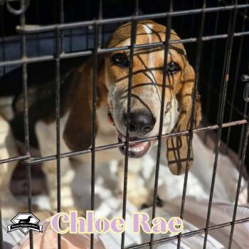 Chloe Rae -  Dachshund and Basset Hound Dog for Adoption in San Antonio, Texas - Chloe Rae | PetCurious