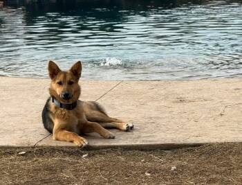 German Shepherd Dog Dogs Available for Adoption - Rhubarb  | PetCurious