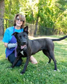 Mixed Breed Dogs Available for Adoption in Chamblee, Georgia - Jam Jar | PetCurious