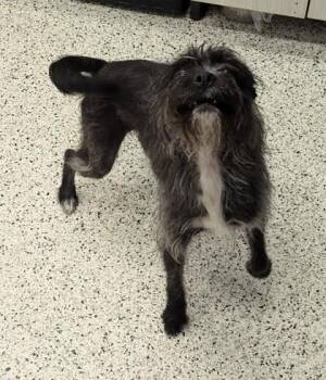 Julia -  Mixed Breed Dog for Adoption in Atlanta, Georgia - Julia | PetCurious
