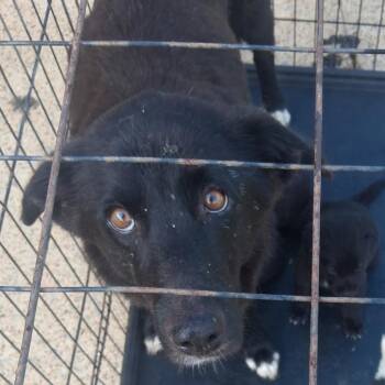 Joy -  Mixed Breed and Black Labrador Retriever Dog Available for Adoption in Corinth, Mississippi - Joy | PetCurious