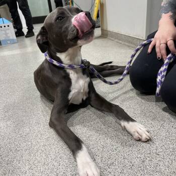 Sheldon -  Terrier Dog for Adoption in Tampa, Florida - Sheldon | PetCurious