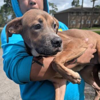 Sandy -  Boxer and Pit Bull Terrier Dog for Adoption in Melrose, Florida - Sandy | PetCurious