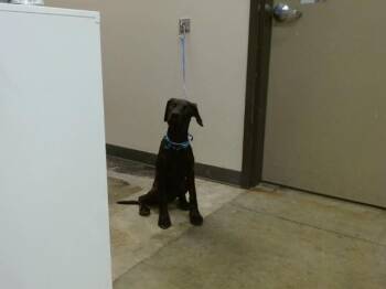 Pit Bull Terrier and Mixed Breed Dogs Available for Adoption in Ontario, California - LILO | PetCurious