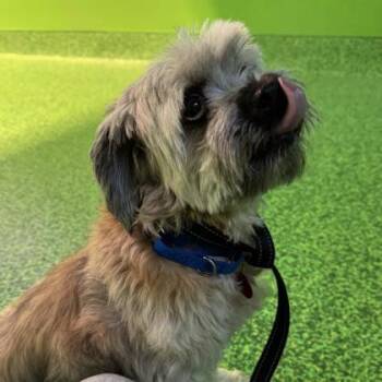 Sully -  Shih Tzu and Mixed Breed Dog for Adoption in Elk Grove Village, Illinois - Sully | PetCurious