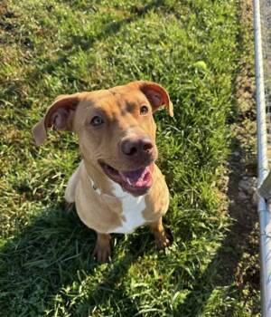 Rescue Labrador Retriever and Pit Bull Terrier Dogs for Adoption in Louisville, Kentucky - MOM JEANS | PetCurious