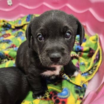 Joy -  Dachshund and Terrier Dog for Adoption in Kingman, Kansas - Joy | PetCurious