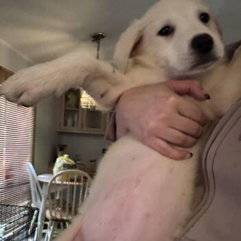 Rowan -  Mixed Breed Dog for Adoption in Salisbury, North Carolina - Rowan | PetCurious