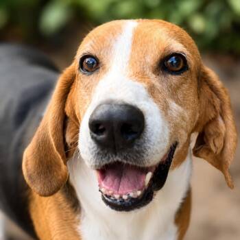 Duchess -  Hound Dog for Adoption in Thomasville, North Carolina - Duchess | PetCurious