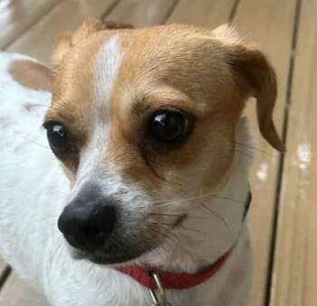 Rescue Chihuahua and Jack Russell Terrier Dogs for Adoption in Boerne, Texas - Zadie | PetCurious