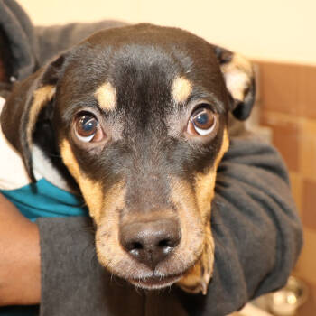 Rescue Mixed Breed Dogs for Adoption in Port Washington, New York - Stewie | PetCurious