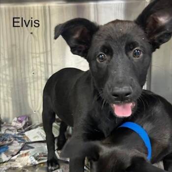 Mixed Breed Dogs Available for Adoption in Knoxville, Tennessee - Elvis | PetCurious