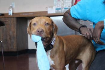 Oz -  Pit Bull Terrier Dog for Adoption in Chestertown, Maryland - Oz | PetCurious