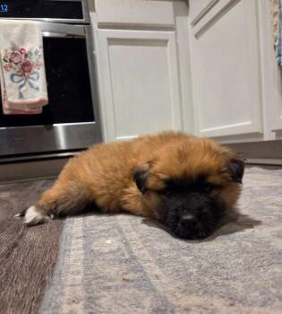 Shepherd and Great Pyrenees Dogs Available for Adoption - 26-012 Maeve “Coming Soon” | PetCurious