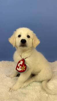 Patti Platypus -  Great Pyrenees and Anatolian Shepherd Dog for Adoption in Phoenix, Arizona - Patti Platypus | PetCurious