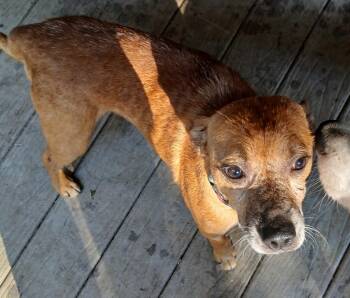 Timothy -  Feist Dog for Adoption in Gardiner, New York - Timothy | PetCurious
