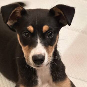 Feist and Terrier Dogs Available for Adoption in Tupelo, Mississippi - Rosie | PetCurious