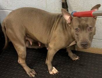 Stroganoff -  Mixed Breed Dog for Adoption in Chamblee, Georgia - Stroganoff | PetCurious