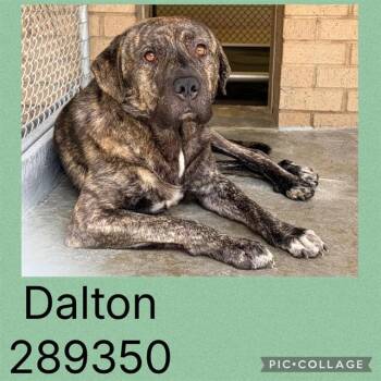 DALTON -  Mixed Breed Dog for Adoption in Macon, Georgia - DALTON | PetCurious