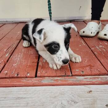 Border Collie Dogs Available for Adoption - JASMINE | PetCurious