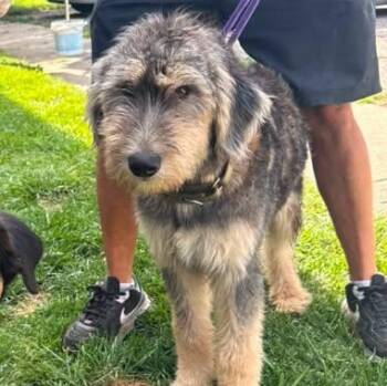 Rex -  Goldendoodle and Husky Dog for Adoption in Alma, Michigan - Rex | PetCurious