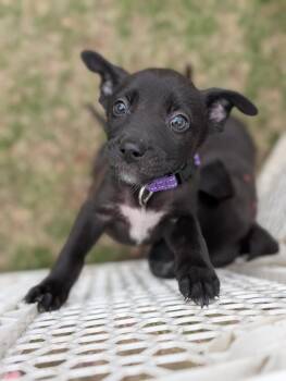 Mixed Breed Dogs Available for Adoption in New York, New York - GOOFY | PetCurious