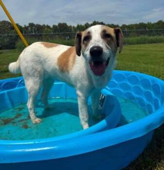 Layla -  Great Pyrenees and Mixed Breed Dog for Adoption in Paducah, Kentucky - Layla | PetCurious