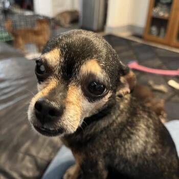 Rescue Chihuahua Dogs for Adoption in Farmersville, Ohio - Mabelle | PetCurious