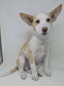 Labrador Retriever and Basenji Dogs Available for Adoption in Brewster, New York - Alydar (A Pups) | PetCurious
