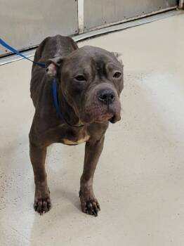 Pit Bull Terrier Dogs Available for Adoption - Legacy(873) | PetCurious