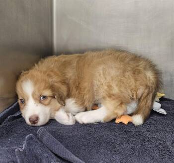 Siberian Husky and Mixed Breed Dogs Available for Adoption - FLORENCE | PetCurious