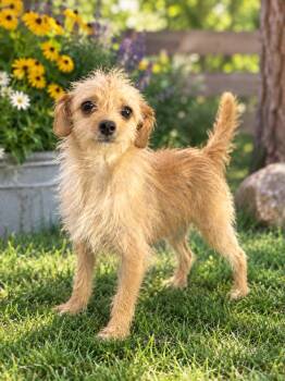 Sandy -  Chihuahua Dog for Adoption in Brownstown, Indiana - Sandy | PetCurious