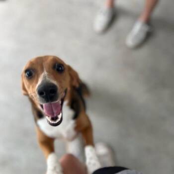 Lucy the Beagle -  Beagle Dog for Adoption in Smithfield, North Carolina - Lucy The Beagle | PetCurious