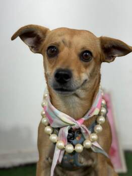 Charlotte-One of our Amazing Rescue Dogs -  Chihuahua and Mixed Breed Dog for Adoption in Carlsbad, California - Charlotte-One Of Our Amazing Rescue Dogs | PetCurious