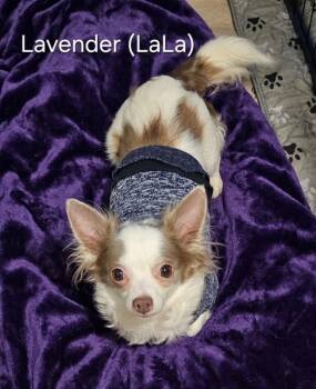 Lavender $475 (Luna) -  Chihuahua Dog for Adoption in West Milwaukee, Wisconsin - Lavender $475 (Luna) | PetCurious