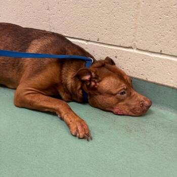 Mixed Breed Dogs Available for Adoption in Memphis, Tennessee - Willow | PetCurious