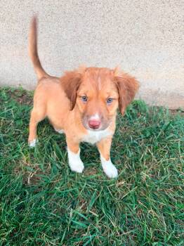 Scotch Bonnet - Pre Adoption -  Mixed Breed Dog for Adoption in Kettering, Ohio - Scotch Bonnet - Pre Adoption | PetCurious