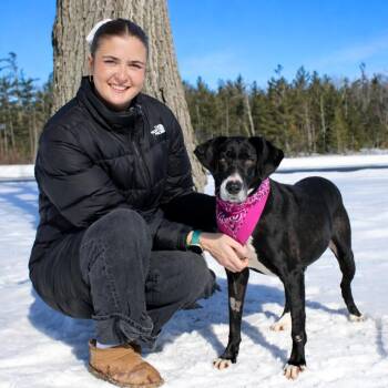 Mountain Cur Dogs Available for Adoption - Nikki | PetCurious