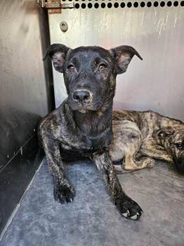 Shepherd Dogs Available for Adoption in El Centro, California - Jasper | PetCurious