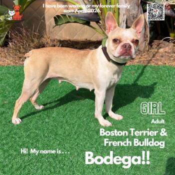 Boston Terrier and French Bulldog Dogs Available for Adoption in Westminster, California - Bodega | PetCurious