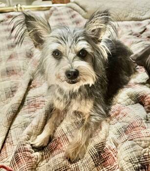 Yorkshire Terrier Dogs Available for Adoption in Plano, Texas - Kiya Turner | PetCurious