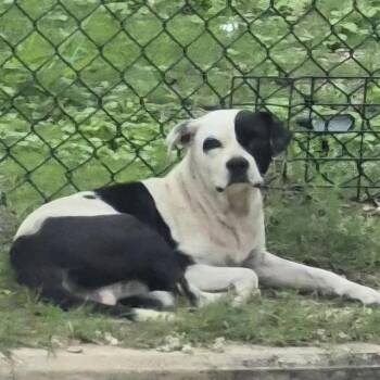 American Staffordshire Terrier Dogs Available for Adoption in San Antonio, Texas - CHIQUITO | PetCurious