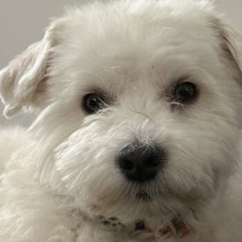 Cain -  Maltipoo and Poodle Dog for Adoption in Houston, Texas - Cain | PetCurious