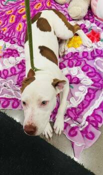 Rescue Pit Bull Terrier and Mixed Breed Dogs for Adoption in Globe, Arizona - ROSE | PetCurious