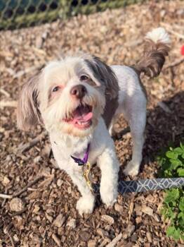 Lhasa Apso Dogs Available for Adoption in Leesburg, Virginia - MAPLE | PetCurious