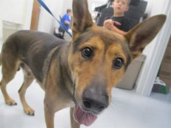 SCOUT -  German Shepherd Dog Dog for Adoption in Ocala, Florida - SCOUT | PetCurious