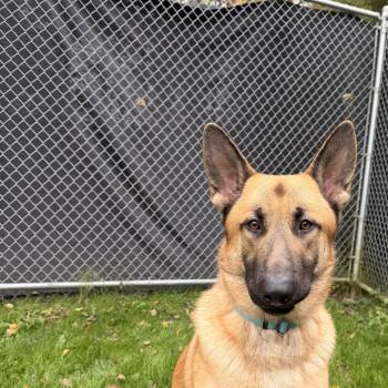 Moose -  German Shepherd Dog Dog for Adoption in Honesdale, Pennsylvania - Moose | PetCurious